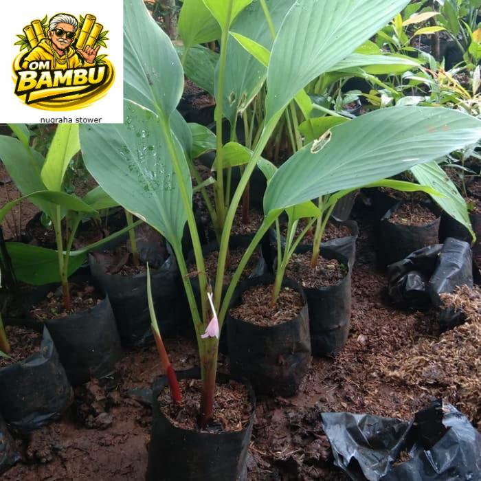 Pohon temu kunci / Tanaman temu kunci Bibit Temu Kunci Tanaman Temu Kunci Pohon Temu Kunci Temukunci