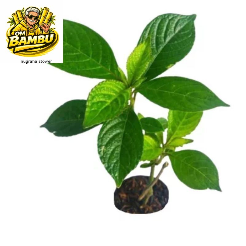 Bibit keji beling / pecah beling / obat herbal