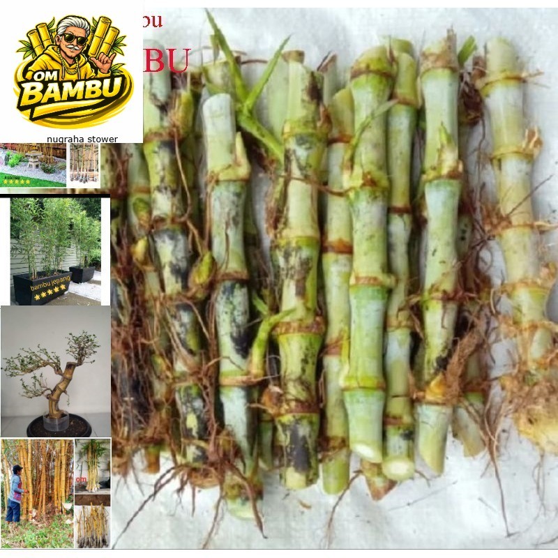 Promo COD BIBIT ODOT BIBIT RUMPUT ODOT PAKAN TERNAK HEWAN