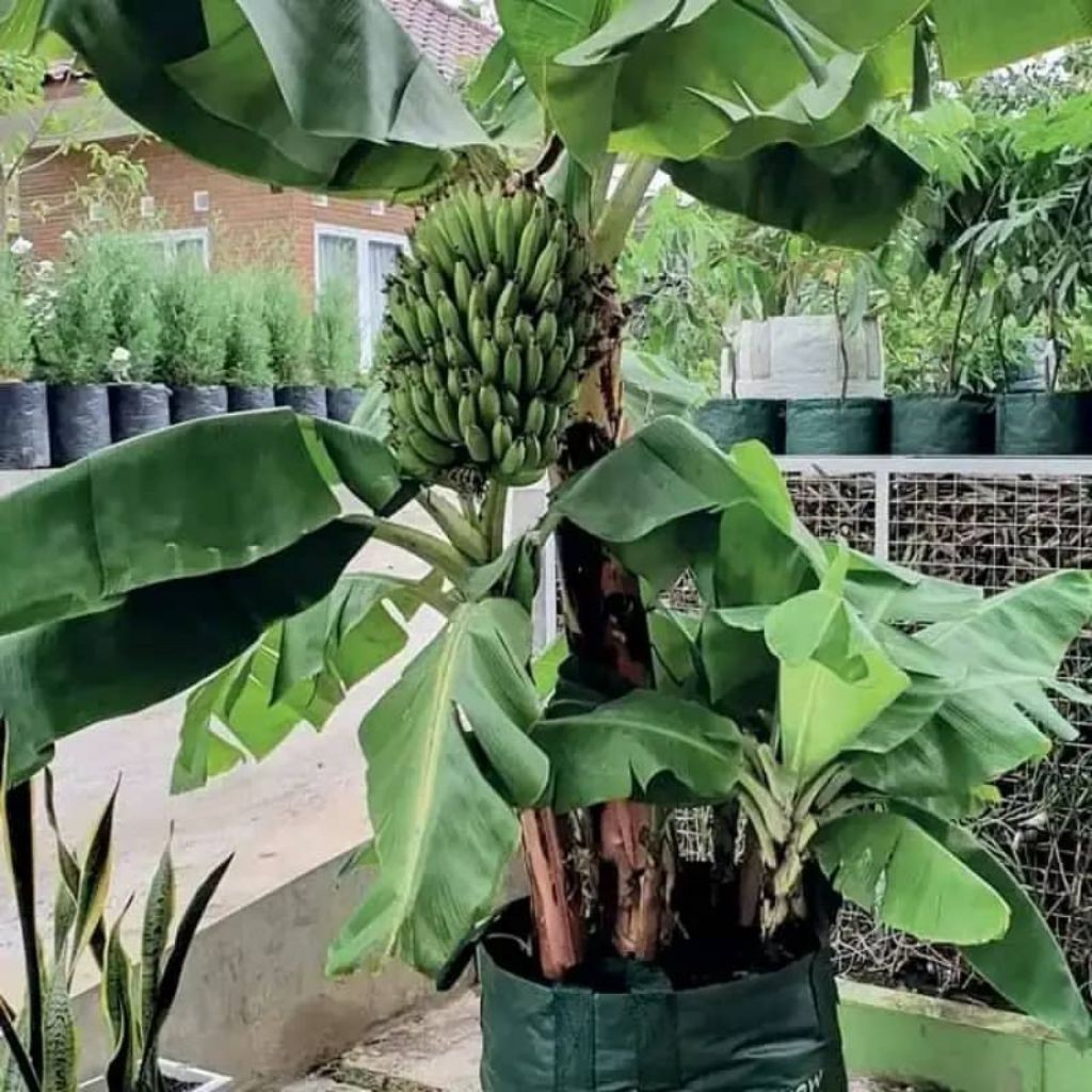 Bibit Anakan Pisang Brazil - Pisang Pendek/Mini SUPER