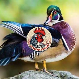 Telur bebek hias caroline duck fertil bisa ditetaskan Langsung UD KURNIA PRATAMA