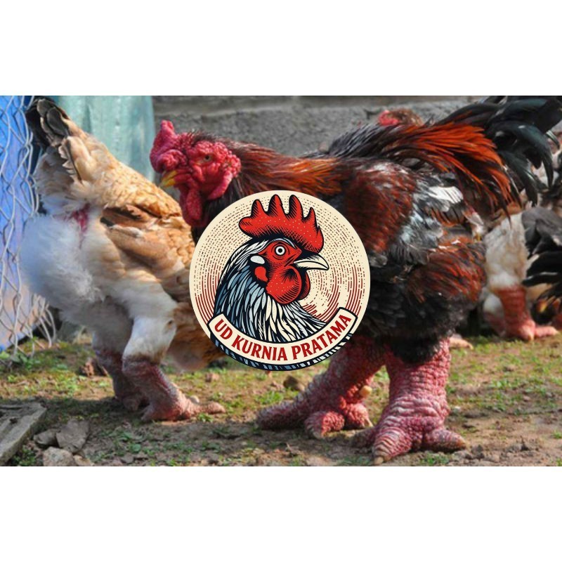 TELUR AYAM DONG TAO / KAKI GAJAH DARI VIETNAM untuk di tetaskan UD KURNIA PRATAMA