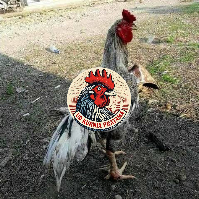 TELUR FERTIL AYAM GORILA F1 UNTUK DITETASKAN UD KURNIA PRATAMA