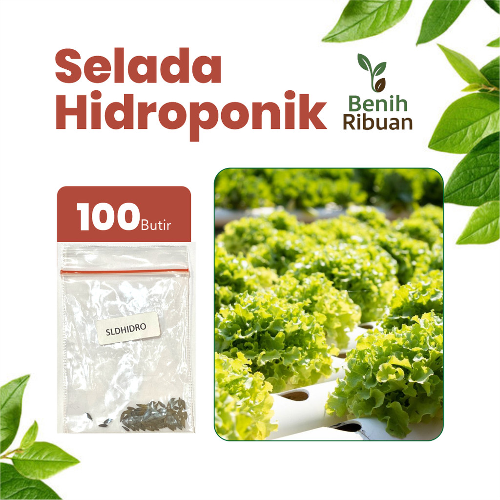 BENIH RIBUAN - Benih Sayur Selada Hidroponik Unggul, Bibit Sayuran Selada Hidroponik Premium