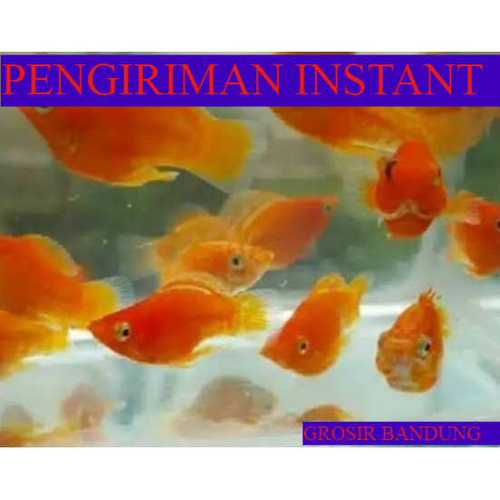bibit ikan hias molly balon merah / orange uk 3-5cm GROSIR BANDUNG