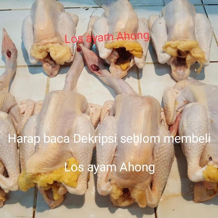 Ayam kampung Besar - jumbo