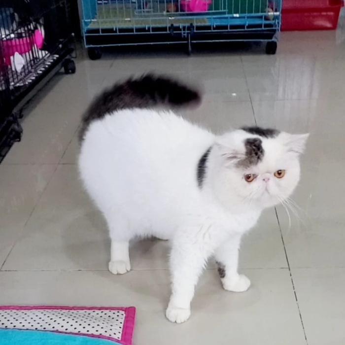 kucing exotic short hair