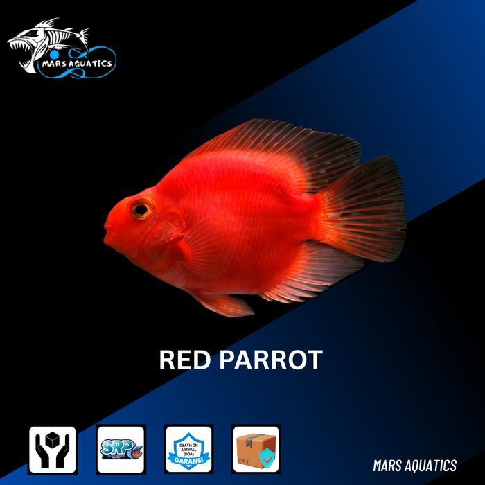 IKAN HIAS PARROT RED CICHLID RED PARROT  IKAN PARROT MERAH
