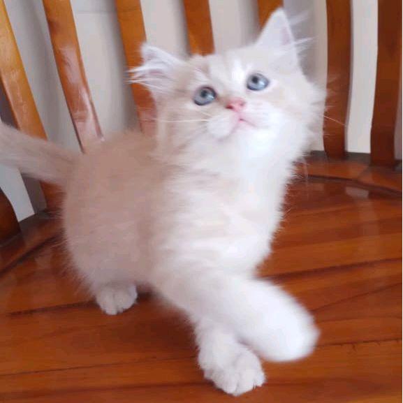 Kucing Munchkin Gaelic fold ns persia anggora