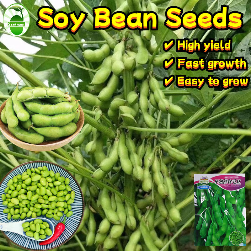20 Seeds/pack High Yield Organic Soybeans Seeds  Biji Benih Sayur Kacang Bulu Itik Edamame Renek Dwa
