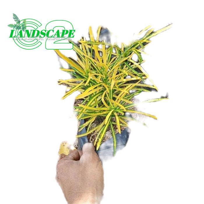 tanamanhias puring teri - tanaman puring - puring teri Hijau