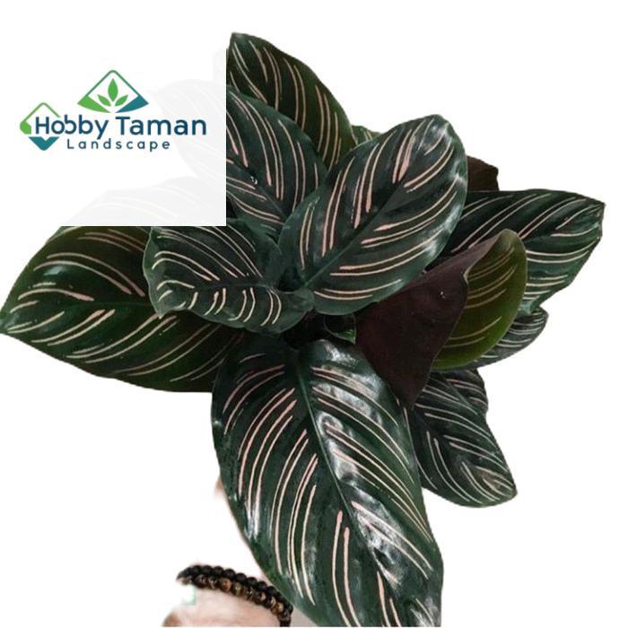 tanamanhias calathea ornata - tanaman calathea ornata hitam strip pink Hijau