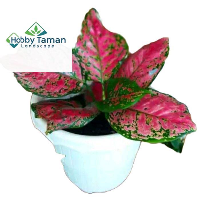 aglonema dud anjamani dewasa - tanamanhias aglonema dud red anjamani Daun