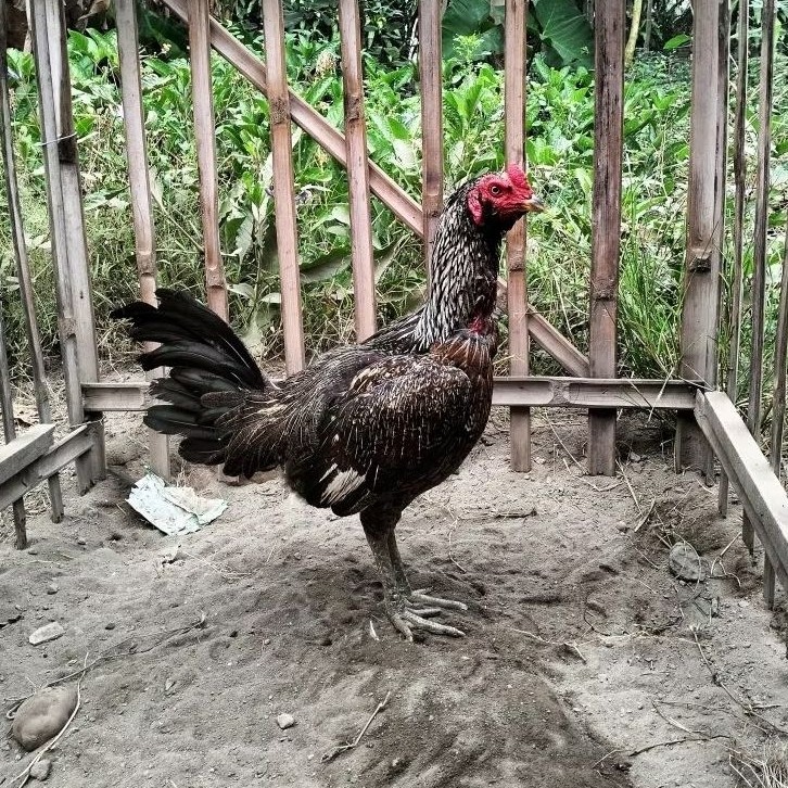 Telur Fertil Telur Tetas Ayam Aduan Pama IQ X Pama