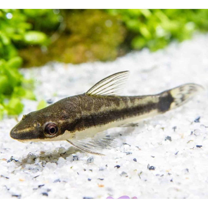 Otocinclus Affinis / Pemakan Alga / Ikan Hias Air Tawar