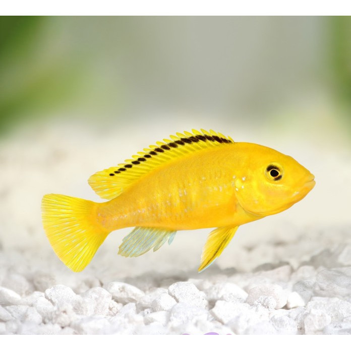 Ikan Lemon Cichild / Ikan Hias Air Tawar / Ikan Hias Aquascape