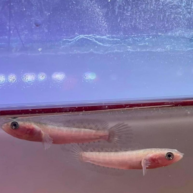 pakan mainan AURANTI CB GRADE A SORTIRAN KERAS