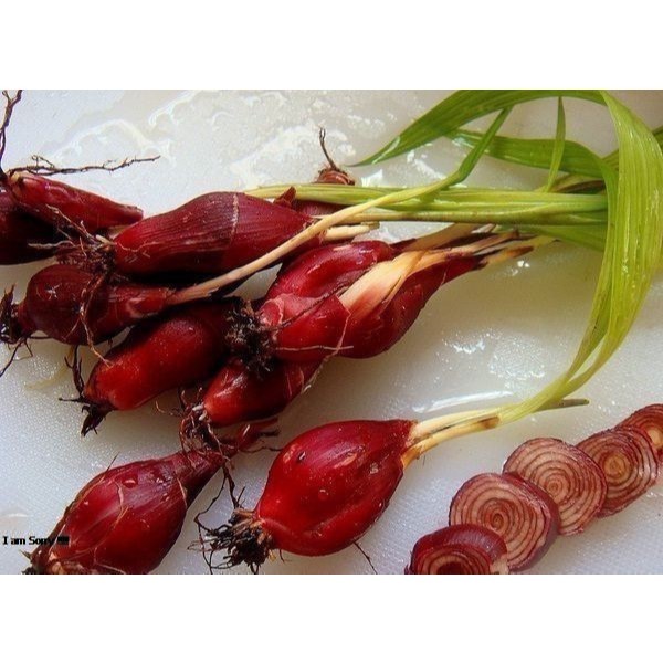 Bawang Dayak Murah / Bawang Dayak Asli Kalimantan