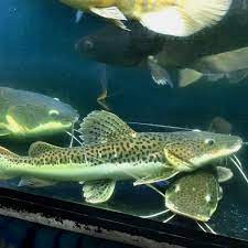 Predator RTC TSN LEOPARD CATFISH -unyu-unyu