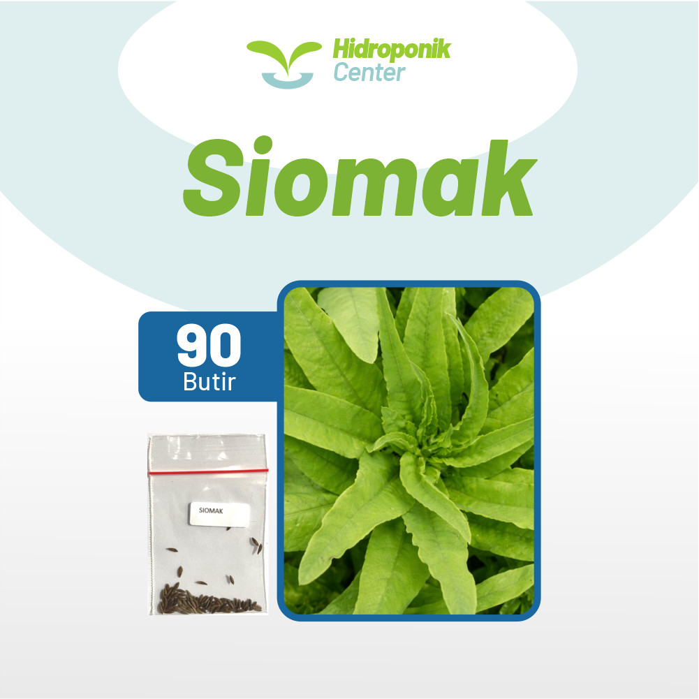 HIDROPONIK CENTER - Benih Selada Siomak Unggul, Bibit Sayur Selada Siomak Super Bibit Mudah Tumbuh