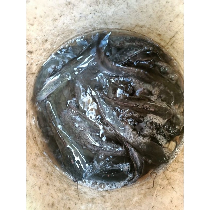 bibit lele ukuran 13-15 cm per ekor