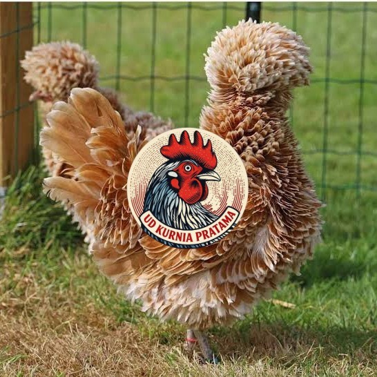 Telur ayam poland / telur ayam hias / telur fertil siap kirim UD KURNIA PRATAMA