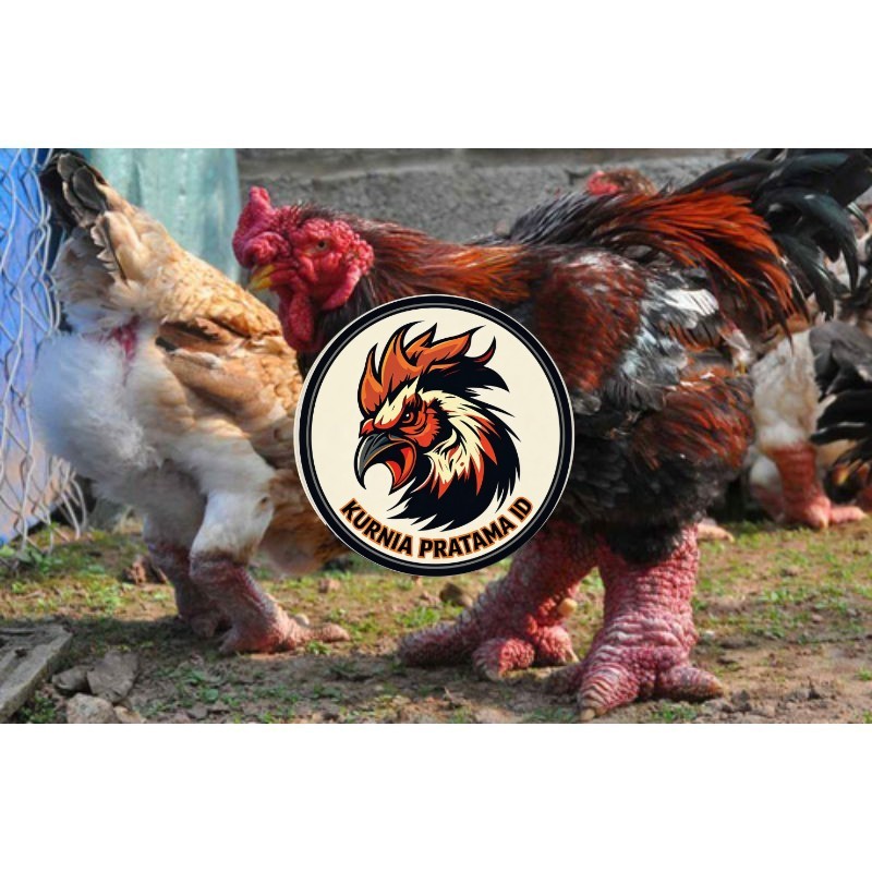 TELUR AYAM DONG TAO / KAKI GAJAH DARI VIETNAM untuk di tetaskan KURNIA PRATAMA ID