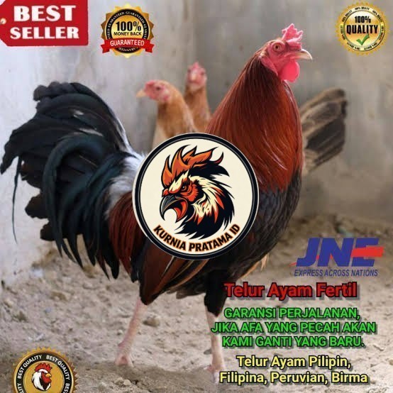 Telur ayam hias pilipin fertil bisa ditetaskan Langsung KURNIA PRATAMA ID