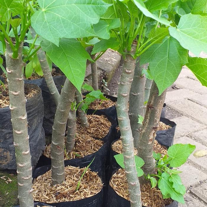 Bibit Tanaman Daun Jarak Tanaman Daun Jarak