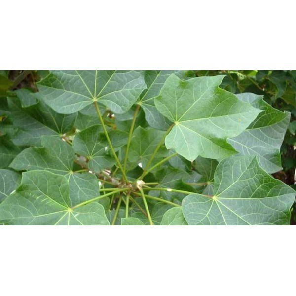 Daun Jarak Segar Untuk Kesehatan Dan Minyak