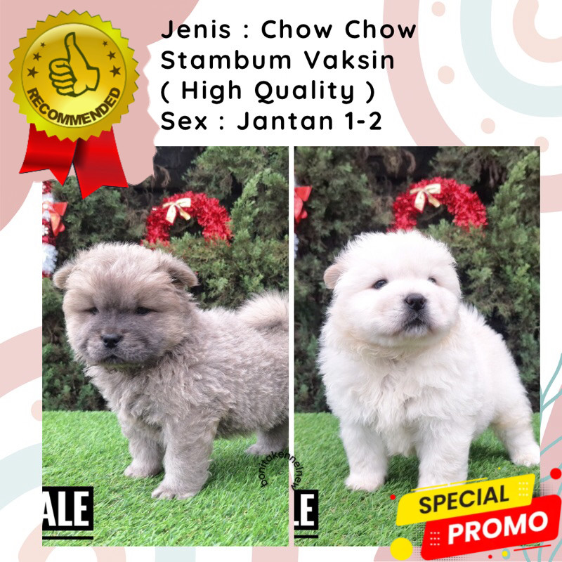 Anak Anjing Chow Chow Stambum Betina Jantan
