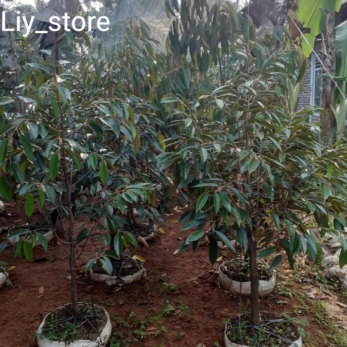 Bibit Durian Bawor 1 Meter