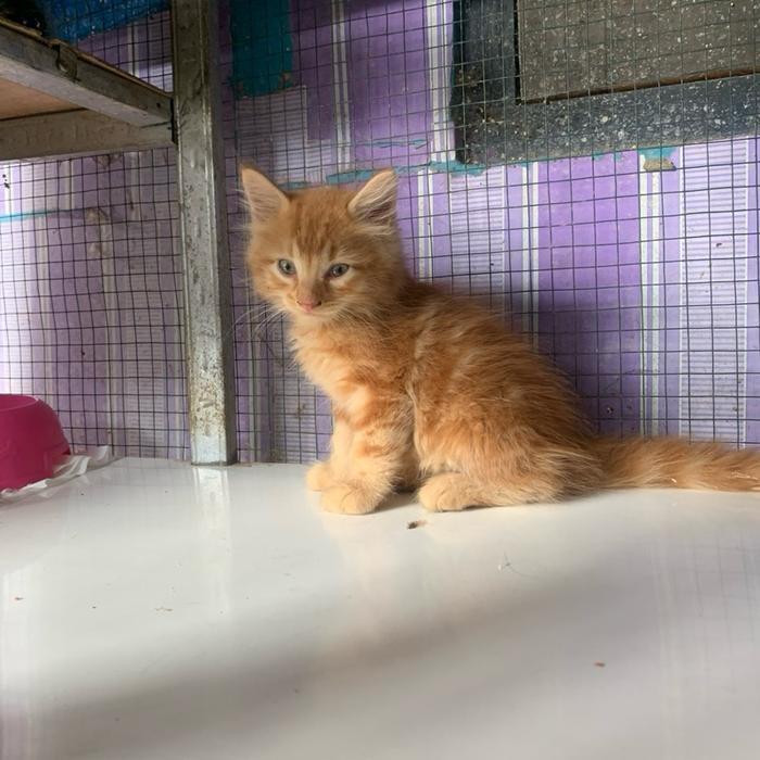 Kucing persia medium jantan