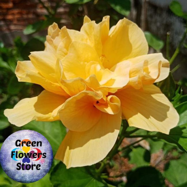 Tanaman Hias Kembang Sepatu Bunga kuning Tumpuk/Pohon Kembang Sepatu