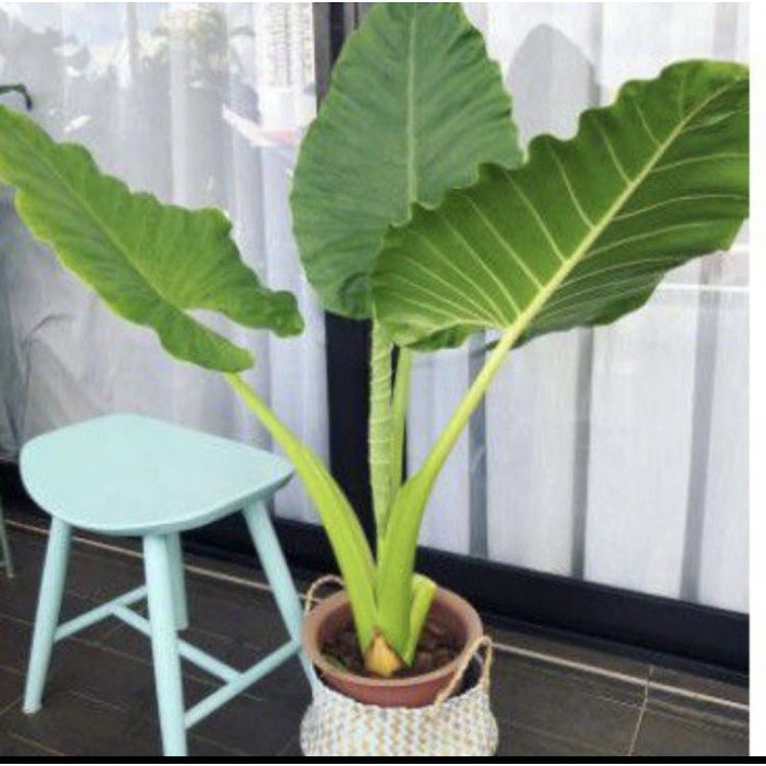 NEW Tanaman sente hijau // sente hijau // talas hijau