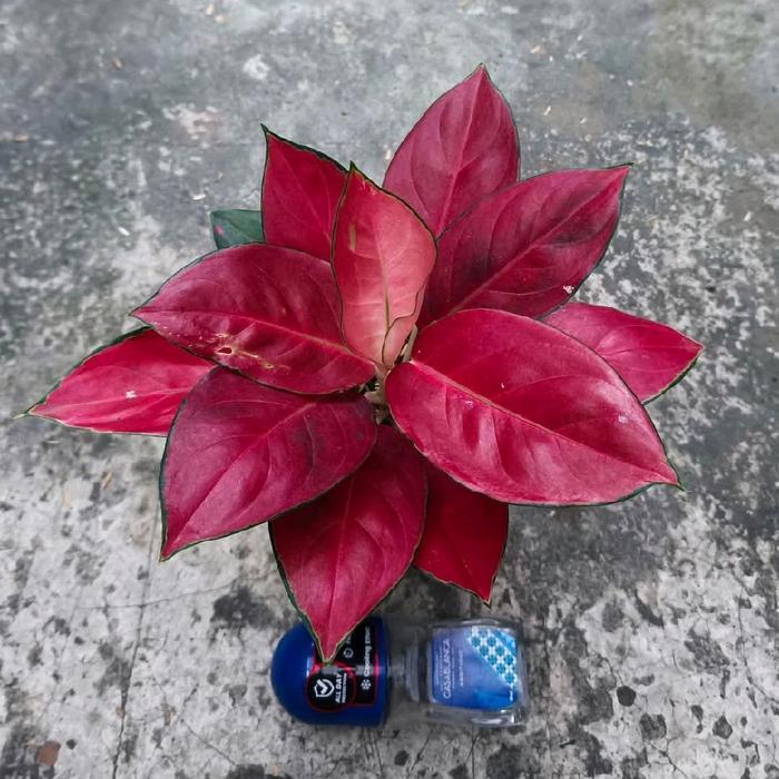 Bibit tanaman hias aglonema kochin Charlie brown