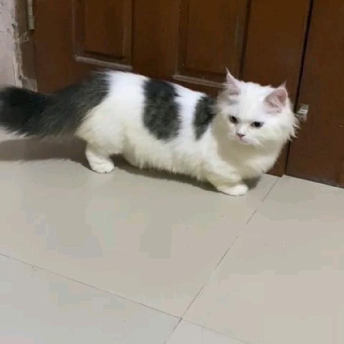 kucing Munchkin BLH longhair/cebol Brittish/kaki pendek British shorthair/Munckhin cream dan Oren lo