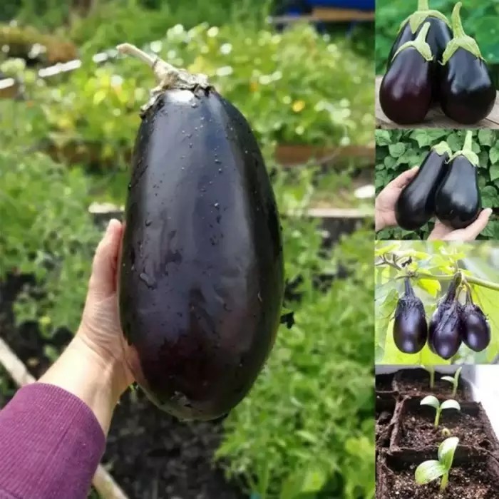 BIJI BENIH TERONG JUMBO TERONG JEPANG (isi 50)