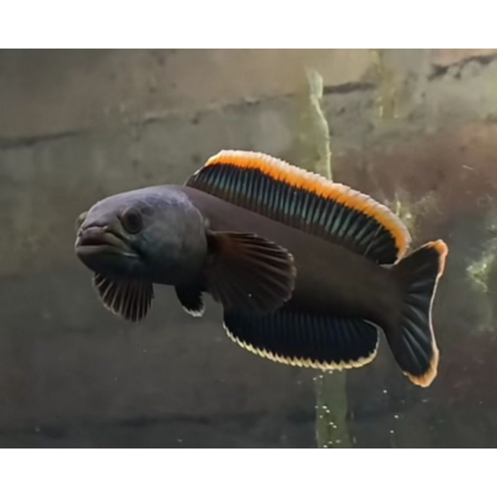 Limbata LAWU Single Tank Mental Galak Size 12-15cm