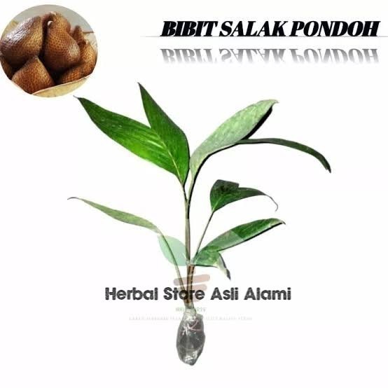 Bibit salak pondoh super unggul/bibit pohon salak