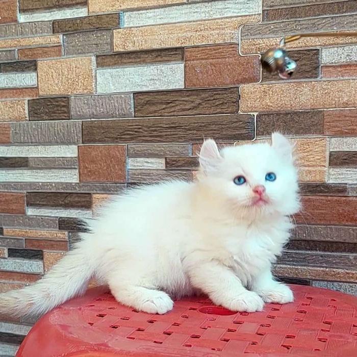 kucing american curl jantan white solid mata biru 2,5 bulan