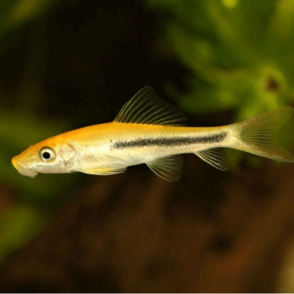 5pcs ikan cae / ikan alga eater / ikan pemakan alga / ikan hias pembersih aquarium / ikan pemakan lu