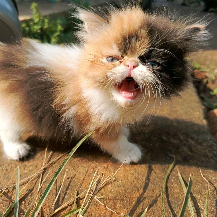 Anak kucing persia flatnose x peaknose jantan warna abu langka usia 5 bulanan/ekor