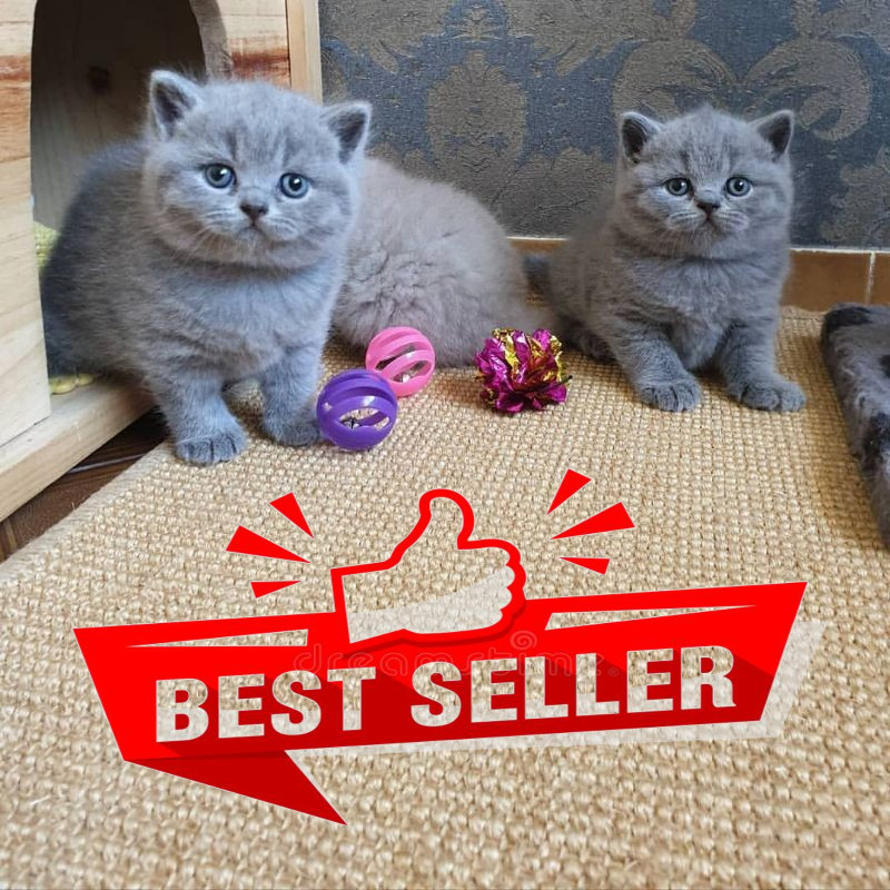 Kucing British Shorthair Jantan & Betina Ready