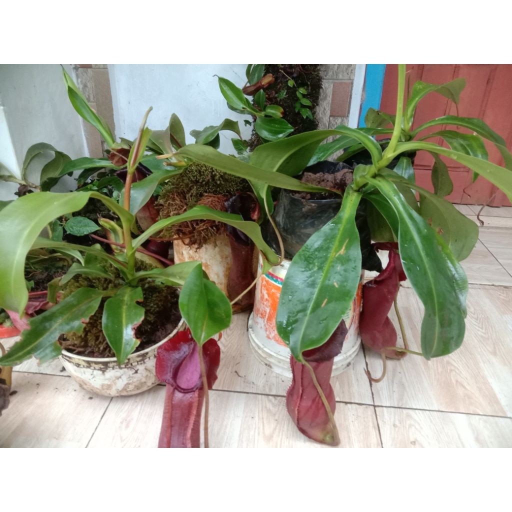 Kantong Semar tanaman langka murah