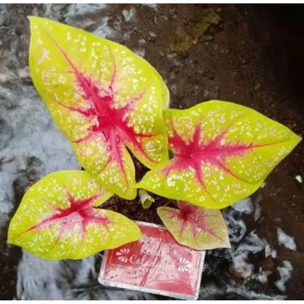 Umbi Caladium Tears Of The Sun - keladi hias hybrid import thailand