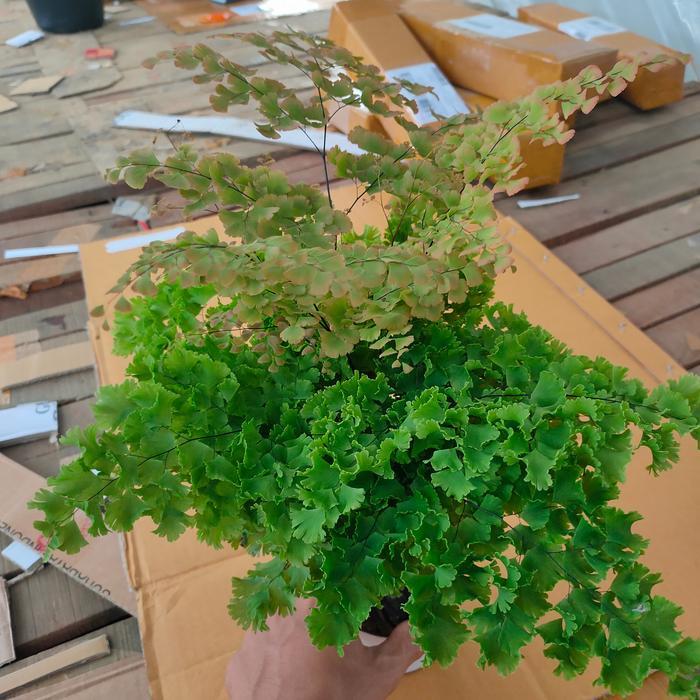 bibit tanaman hias supplier betok / suplir maidenhair