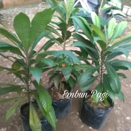Bibit buah sawo jumbo - mamey sapote Plantshop id