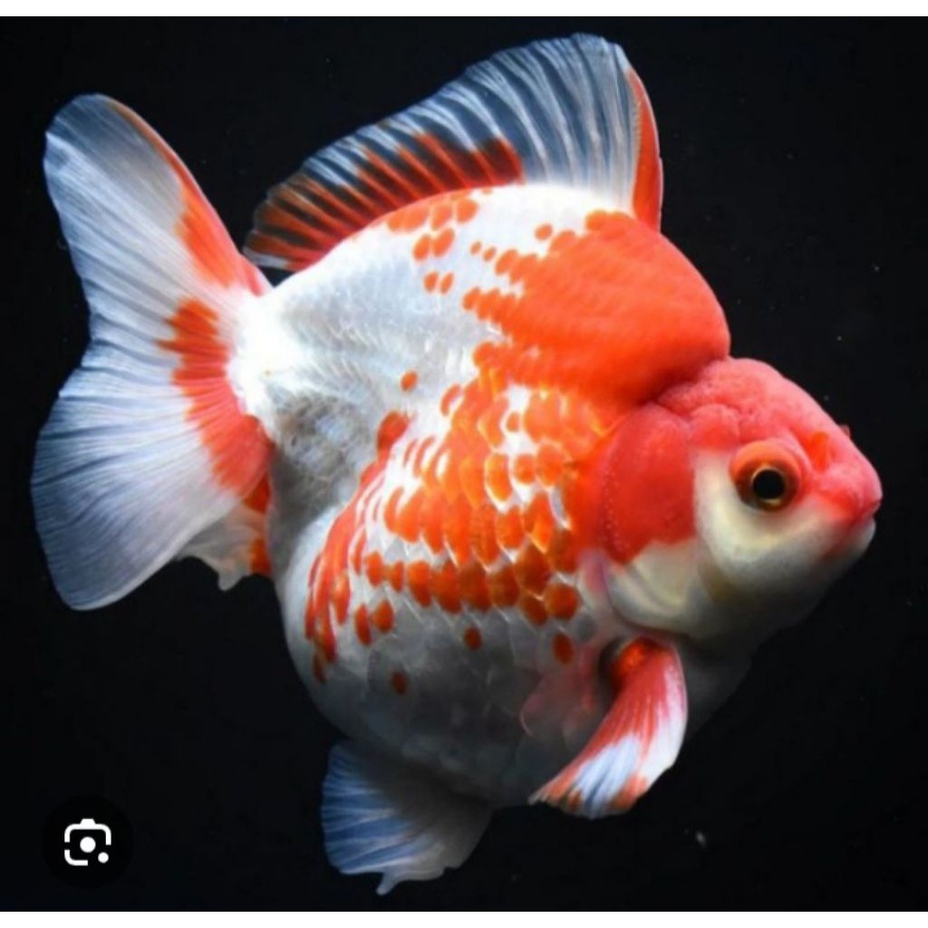 Riukin rw sz 6-8 cm promo maskoki ryukin