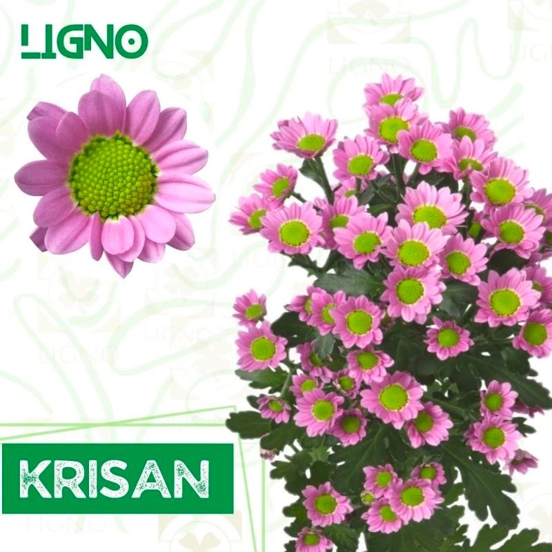 KRISAN PINK (isi-100) - Benih Biji Bibit Bunga Chrysanthemum